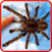 icon Spider wallpaper(Spider, live wallpaper) 1.1.0.23