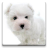icon Dog Wallpapers!(Honden Wallpapers!) 5.1