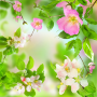 icon Gentle Flowers Live Wallpaper(Zachte bloemen Live achtergrond)
