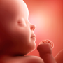 icon Pregnancy(Zwangerschapsapp en babytracker Telefoontracker)