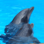 icon Dolphin sound to relax(Dolfijnen - Geluid om te ontspannen)