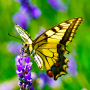 icon Butterfly Wallpapers (Vlinder achtergronden)