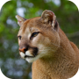 icon Cougar Sounds (Cougar geluiden)