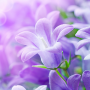 icon Lilac Flowers Live Wallpaper (Lila bloemen Live Wallpaper)