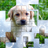 icon PicPu Dog Puzzle(PicPu - Dog Picture Puzzle) 3.00