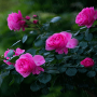icon Rainy Pink Flowers LWP(Regenachtige roze bloemen LWP)