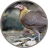 icon Female red junglefowl(Rode junglehoenders vrouwelijk geluid) 2.8
