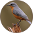 icon Bird Sounds 2017(Bird Sounds and Ringtones) 1.5