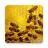 icon com.csg.apiarybook(Bijenteelt Boek) 7.0