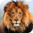 icon Lion HD Live Wallpaper 4.0