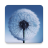 icon Dandelion(Paardebloem Live Wallpaper) 2.0.6