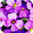 icon Flower Wallpapers(Bloemen Wallpapers) 1.0