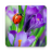 icon Macro Spring Live Wallpaper(Macro Lente Live Achtergrond) 1.0.7