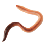 icon Worm(Wormsimulator)