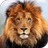 icon Lion HD Live Wallpaper 3.0