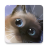 icon Peper Kitten 1.3.5