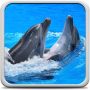 icon Dolphins Live Wallpaper (Dolfijnen Live achtergrond)