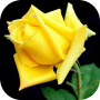 icon Love Flowers(Rozen Live Wallpapers For My Love, Flowers HD 4k
)