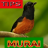 icon Tips Perawatan Murai Batu(Tips voor de zorg voor Murai Batu) 1.3