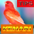 icon Tips Perawatan Kenari(Tips voor behandeling van Canarische vogels) 1.3
