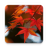 icon Autumn Leaf Fall Wallpaper(Herfst behang) 1.0.8