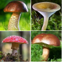 icon Mushroom identifier(Paddenstoelidentificatie
)
