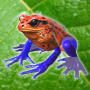 icon Frog Friends (Kikkervrienden)