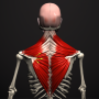 icon Anatomy(Anatomy by Muscle Motion
)