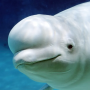icon The Beluga Whale(The Beluga Whale
)