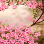 icon Spring Flowers Live Wallpaper(Lentebloemen Live Wallpaper)