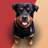 icon Barking dog sounds(Blaffende hondengeluiden Ringtones) 62.0
