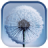 icon Dandelion(Paardebloem Live Wallpaper) 2.0.3