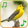 icon Birds sounds and ringtones(Birds Sounds Ringtones)
