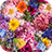 icon Vivid Flowers(Beautiful Wallpaper Vivid Flowers Theme
) 1.0.0