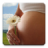 icon ru.fedr.pregnancy(Zwangerschaps kalender) 2.3.4