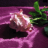icon com.dakshapps.greenleafrose(Green Leaf Rose LWP) 3