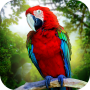 icon Jungle Parrot Simulatortry wild bird survival!(Jungle Parrot Simulator - probeer wilde vogels te overleven!)