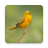 icon Bird Soundboard(Bird Sounds and Ringtones) 2.13