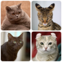 icon Cats(Kattenrassen Quiz - Spel over C
)