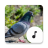 icon Pigeon Sounds(Duif klinkt) 4.1.6