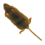 icon Mouse(Muissimulator: spel voor kat)