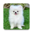 icon com.pomeraniandogwallpaper.puppywallpaper(Pomeranian Dog Wallpaper HD - Cute Puppy Wallpaper
) 1.2