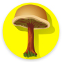 icon Mushroom(Paddenstoelenidentificatie App voor
)