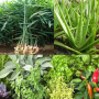 icon Plantes medicinales(Geneeskrachtige planten: kruiden)