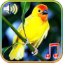 icon Birds sounds ringtones(Birds Sounds Ringtones Wallpapers)