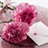 icon Carnation Wallpapers(Anjer voor mama - achtergronden) 2.23.23