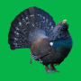 icon Decoy on forest bird (Lokvogel op bosvogel)