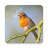 icon Sounds of birds. Songs and bird tones(Vogelgeluiden. Leuke liedjes.) 1.19