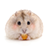 icon Happy Hamster Munching(Animal Wallpaper Happy Hamster) 1.0.0