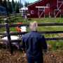 icon ranch simulator walkthrough(Ranch Simulator Walkthrough
)